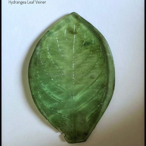 Hydrangea Leaf (M) Veiner