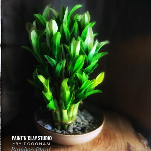 Lucky Bamboo Bonsai
