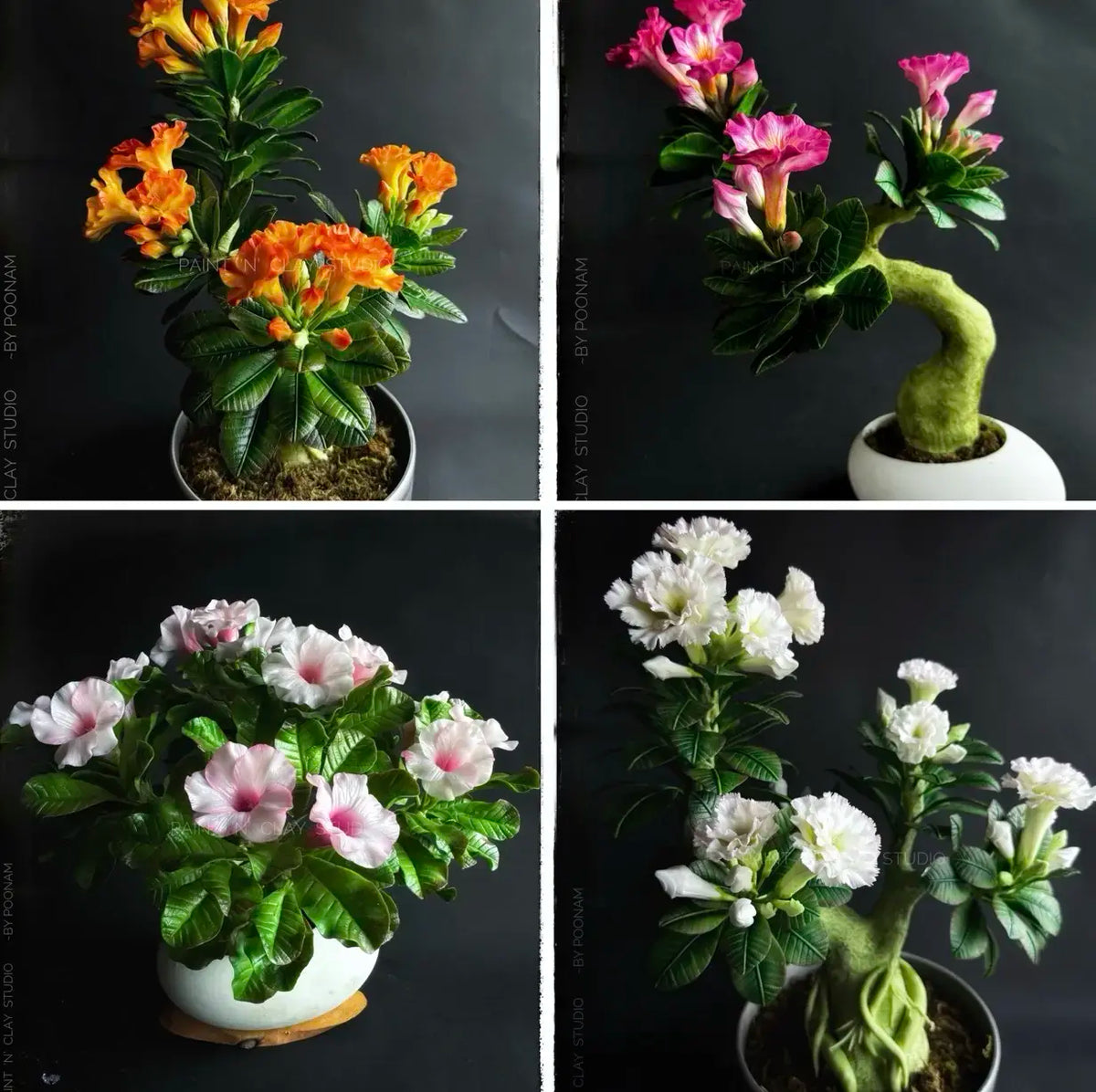 Adenium Bonsai Course New