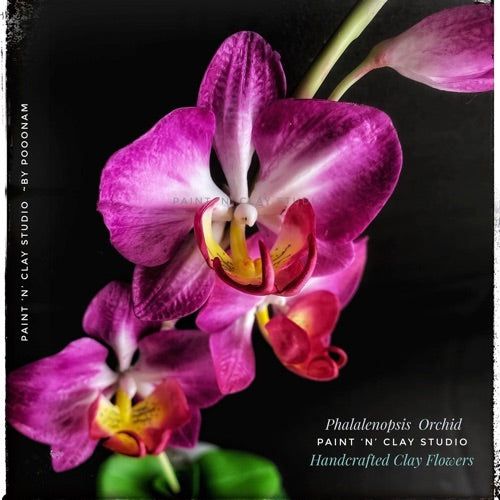 Phalaenopsis Orchid Tutorials without Kit