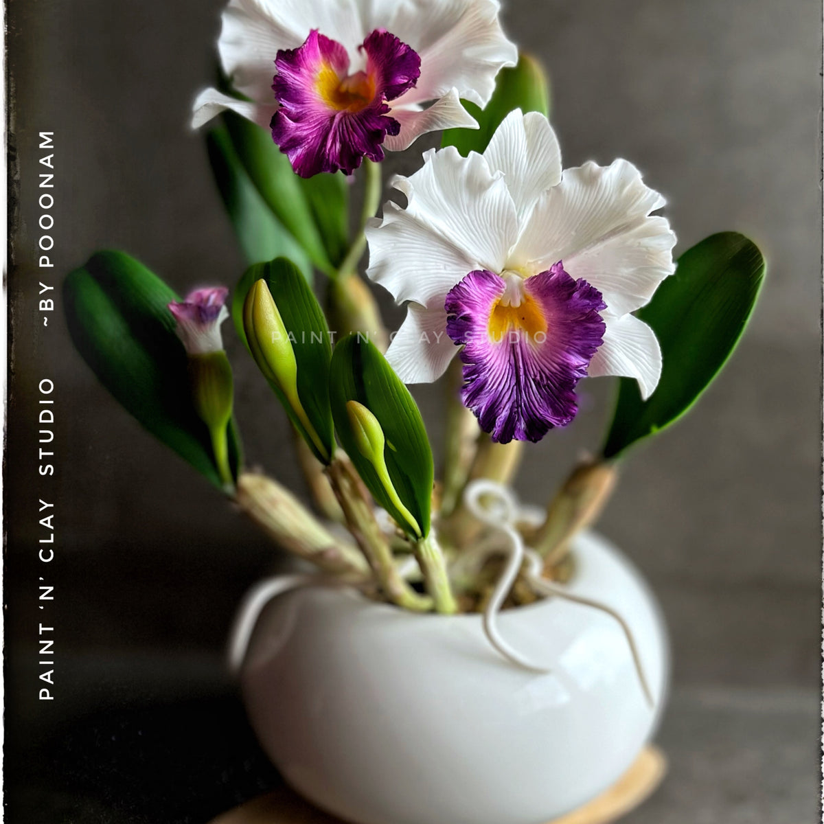 CATTLEYA  ORCHID  (Large Cattleya + Mini Cattleya) WITH KIT