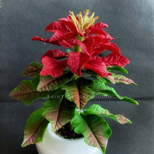 Poinsettia Course with Starter Kit