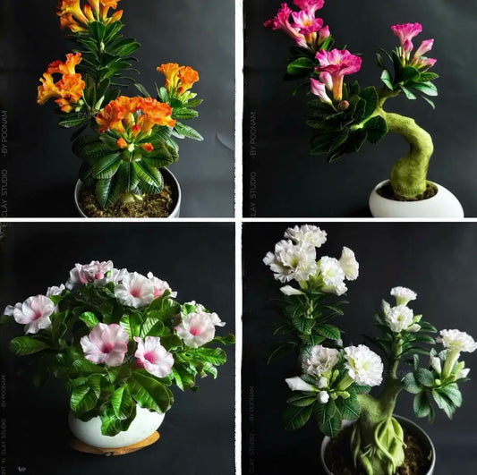 Adenium Bonsai Course New