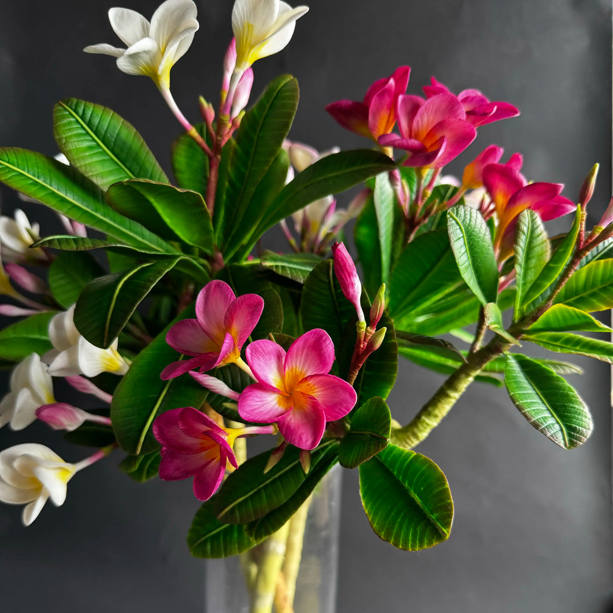 Plumeria Flower and Bonsai Course